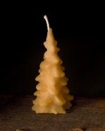 Beeswax Tree